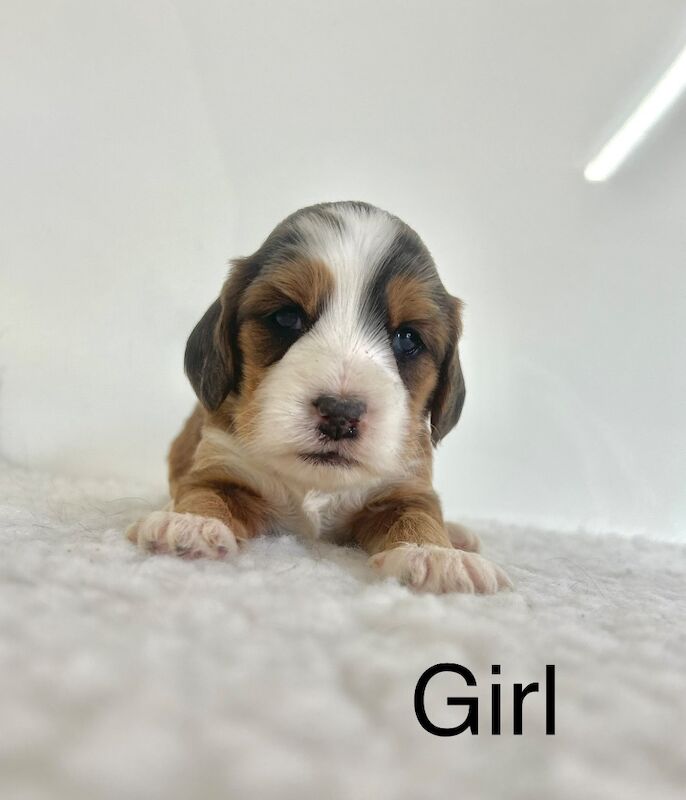 Beautiful coloured cockapoo puppies for sale in Upwell, Norfolk - Image 2