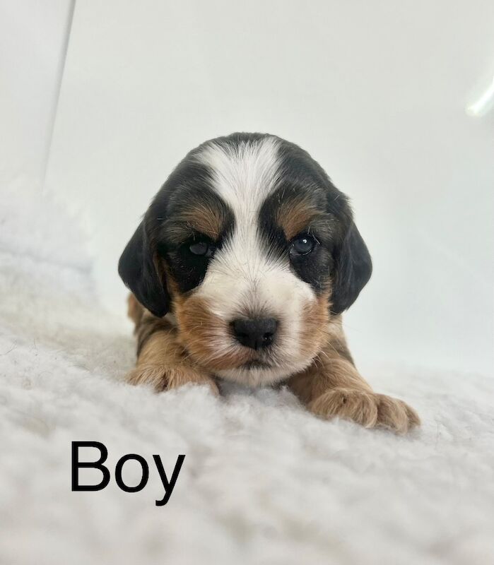 Beautiful coloured cockapoo puppies for sale in Upwell, Norfolk - Image 5
