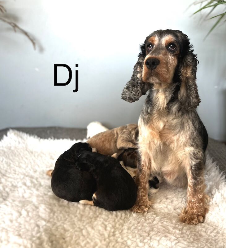 Beautiful coloured cockapoo puppies for sale in Upwell, Norfolk - Image 7