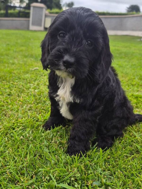 Beautiful coloured cockapoo pups £585 - Image 2 of 4