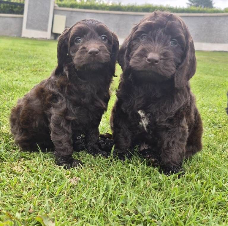 Beautiful coloured cockapoo pups £585 - Image 3 of 4