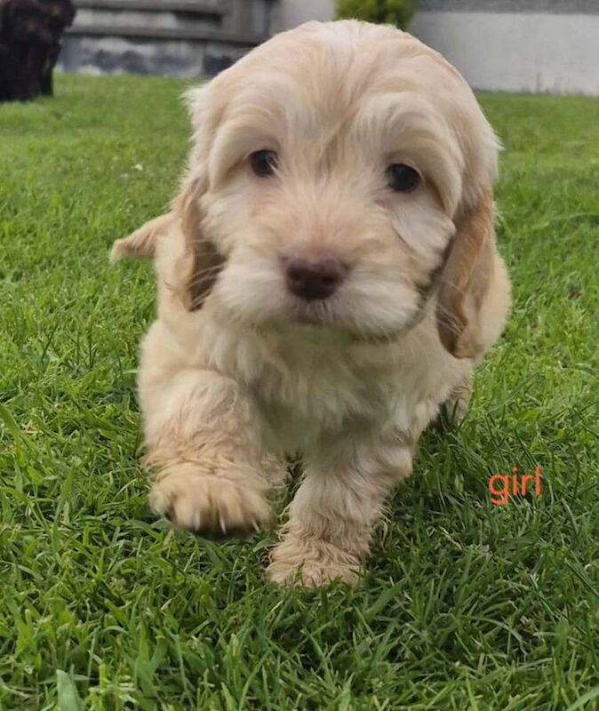 Beautiful coloured cockapoo pups £585 - Image 4 of 4