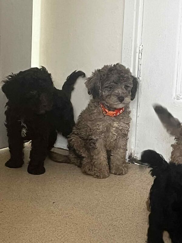 Cockapoo puppies for sale in Ashford, Kent – 12 weeks old - Image 2 of 3