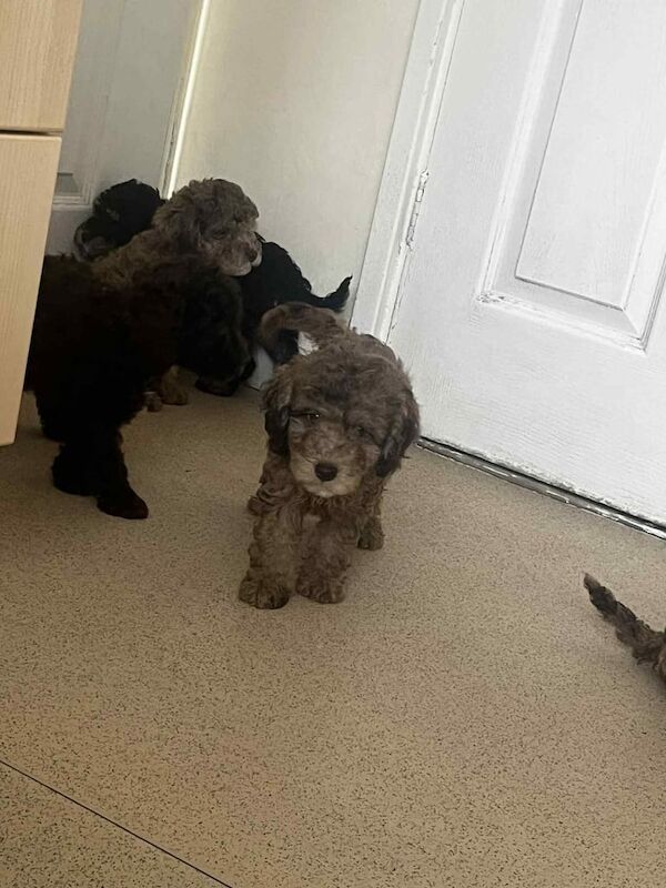 Cockapoo puppies for sale in Ashford, Kent – 12 weeks old - Image 3 of 3