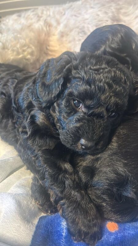 Cockapoo puppies for sale in Highland Boath, Nairn – 1 year old - Image 2 of 3