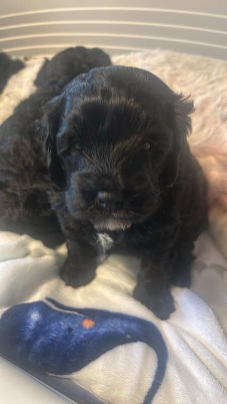 Cockapoo puppies for sale in Highland Boath, Nairn – 1 year old - Image 3 of 3