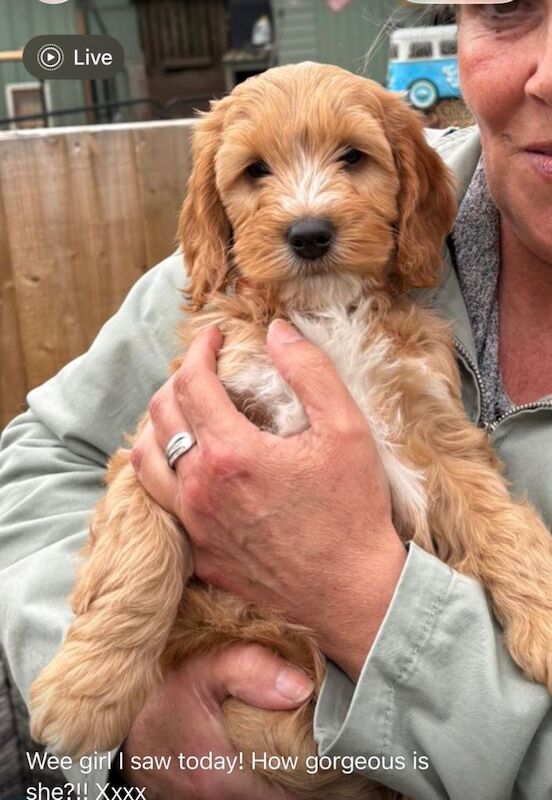 Cockapoo Puppies For Sale