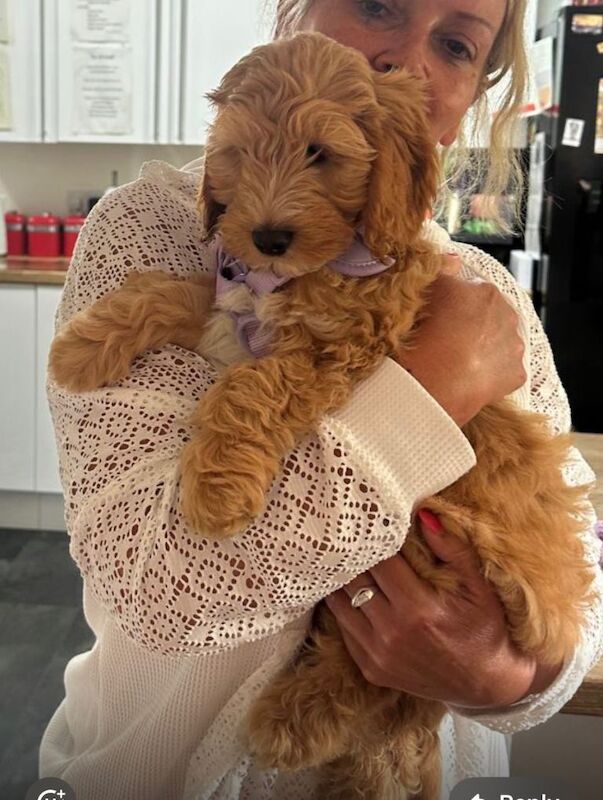 Beautiful F1 Cockapoo Female - Image 2 of 6