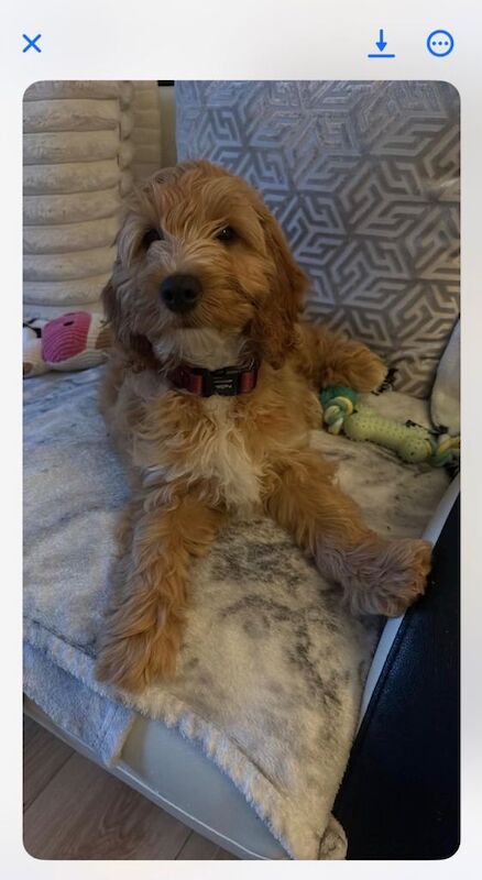 Beautiful F1 Cockapoo Female - Image 3 of 6