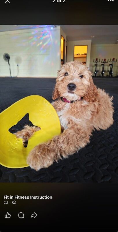 Beautiful F1 Cockapoo Female - Image 5 of 6