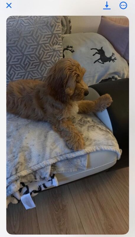 Beautiful F1 Cockapoo Female - Image 6 of 6