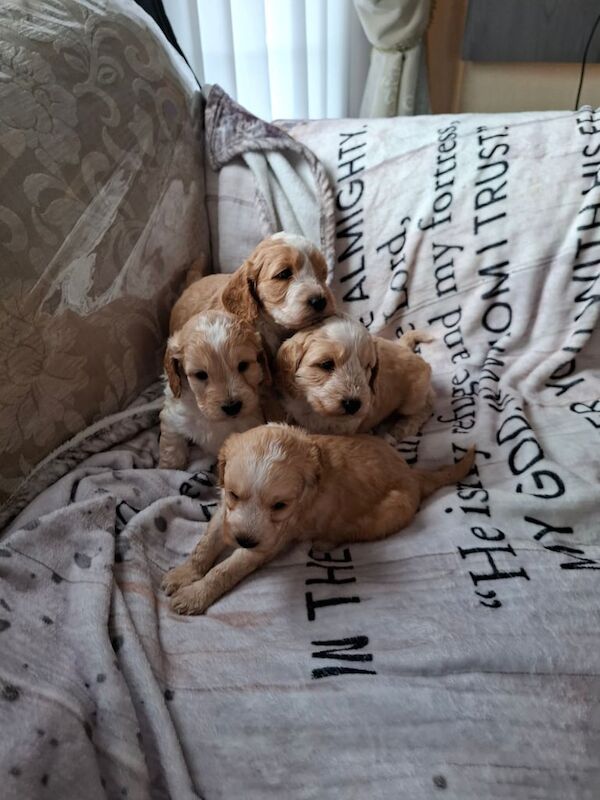 Cockapoo puppies for sale in Montrose, Angus – 6 weeks old
