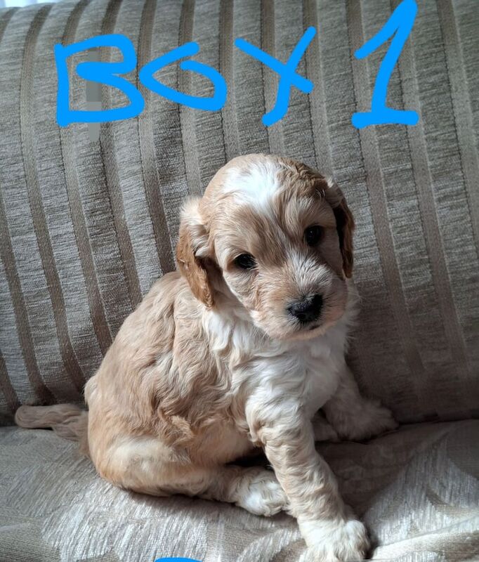 Cockapoo puppies for sale in Montrose, Angus – 6 weeks old - Image 2 of 3
