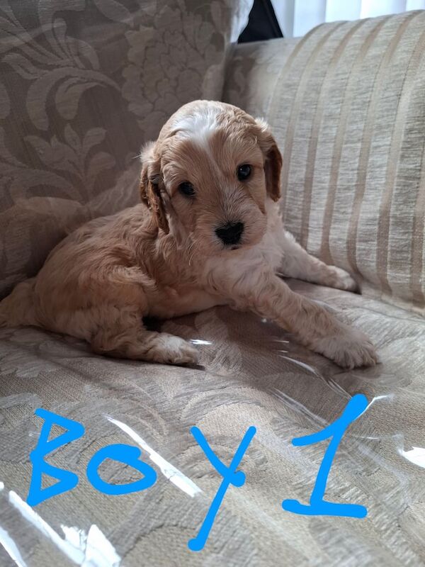 Cockapoo puppies for sale in Montrose, Angus – 6 weeks old - Image 3 of 3