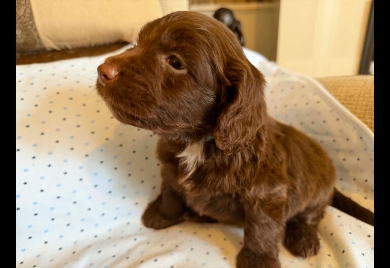 Beautiful F1 cockapoo puppies