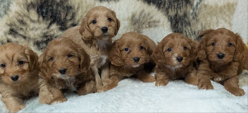 Cockapoo puppies for sale in Ammanford / Rhydaman, Dyfed – 6 weeks old