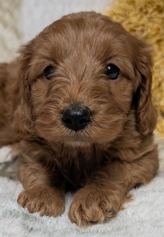 Cockapoo puppies for sale in Ammanford / Rhydaman, Dyfed – 6 weeks old - Image 2 of 14