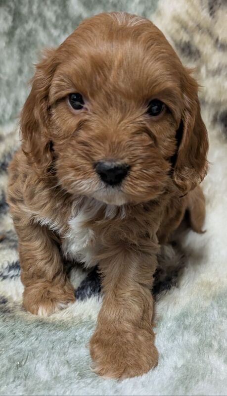 Cockapoo puppies for sale in Ammanford / Rhydaman, Dyfed – 6 weeks old - Image 3 of 14