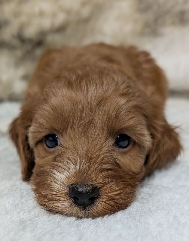Cockapoo puppies for sale in Ammanford / Rhydaman, Dyfed – 6 weeks old - Image 4 of 14
