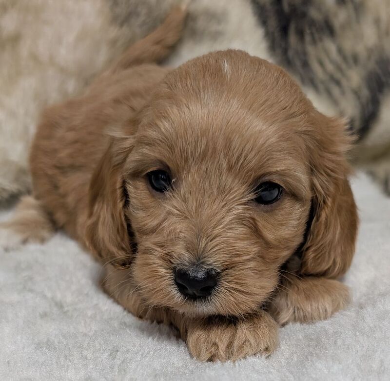 Cockapoo puppies for sale in Ammanford / Rhydaman, Dyfed – 6 weeks old - Image 5 of 14