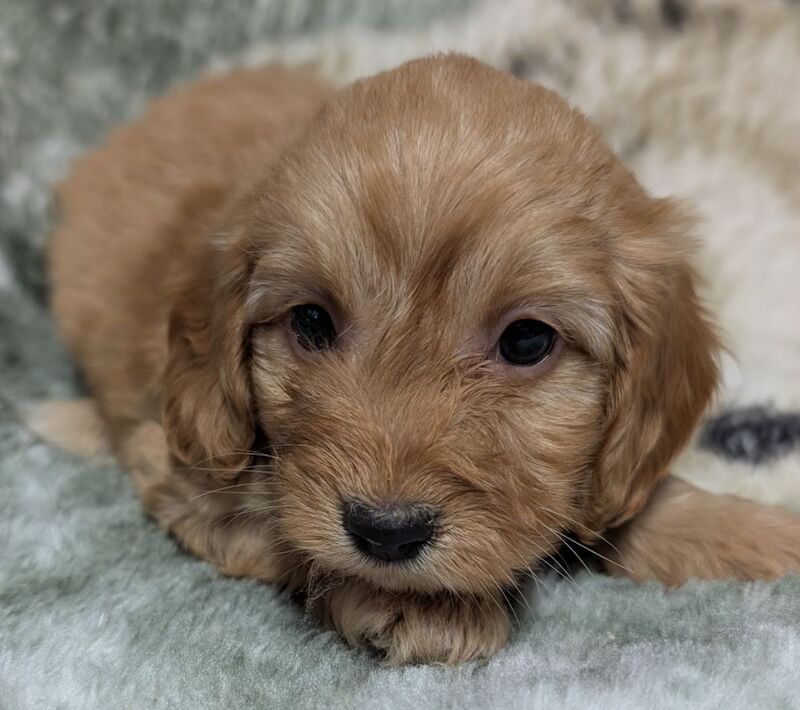 Cockapoo puppies for sale in Ammanford / Rhydaman, Dyfed – 6 weeks old - Image 6 of 14