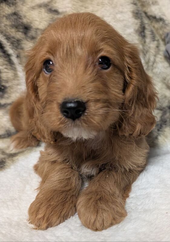 Cockapoo puppies for sale in Ammanford / Rhydaman, Dyfed – 6 weeks old - Image 7 of 14