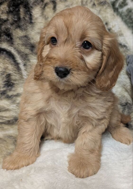 Cockapoo puppies for sale in Ammanford / Rhydaman, Dyfed – 6 weeks old - Image 8 of 14