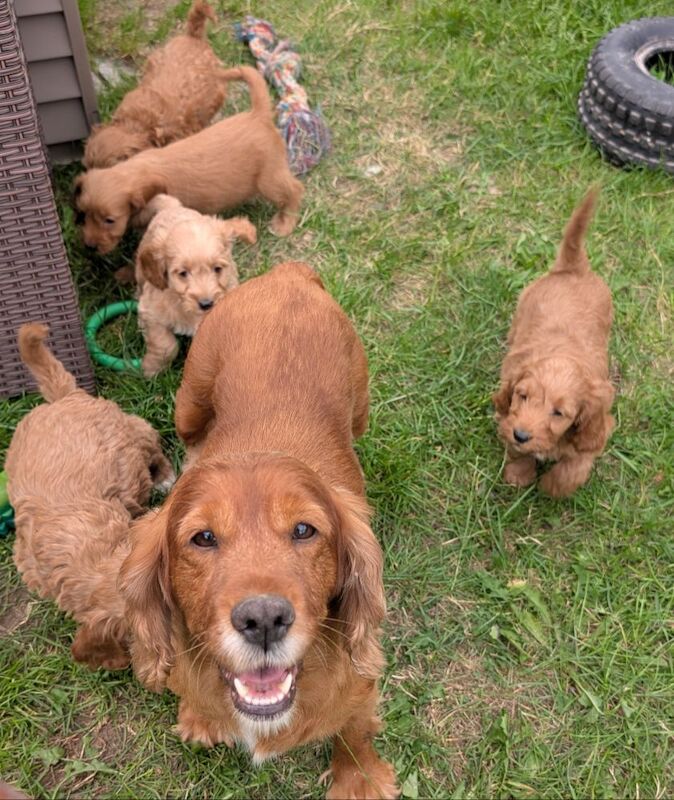 Cockapoo puppies for sale in Ammanford / Rhydaman, Dyfed – 6 weeks old - Image 10 of 14