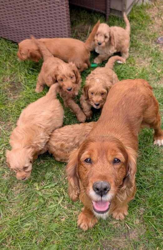 Cockapoo puppies for sale in Ammanford / Rhydaman, Dyfed – 6 weeks old - Image 11 of 14