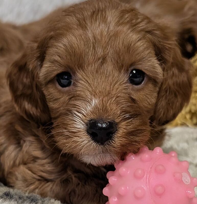 Cockapoo puppies for sale in Ammanford / Rhydaman, Dyfed – 6 weeks old - Image 12 of 14