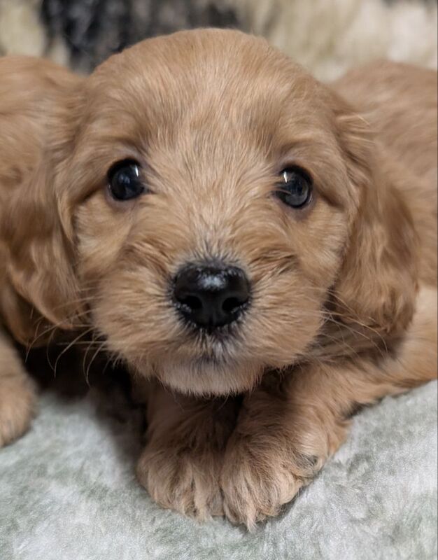 Cockapoo puppies for sale in Ammanford / Rhydaman, Dyfed – 6 weeks old - Image 13 of 14