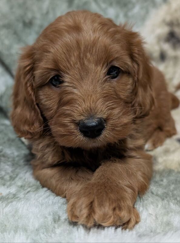 Cockapoo puppies for sale in Ammanford / Rhydaman, Dyfed – 6 weeks old - Image 14 of 14