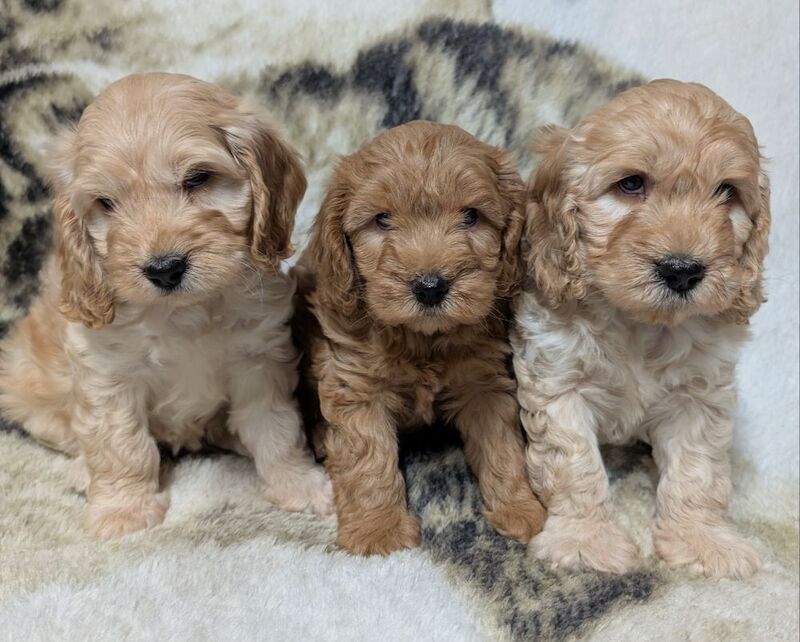 Cockapoo puppies for sale in Ammanford / Rhydaman, Dyfed – 6 weeks old