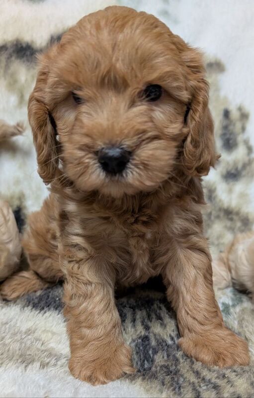 Cockapoo puppies for sale in Ammanford / Rhydaman, Dyfed – 7 weeks old - Image 2 of 13