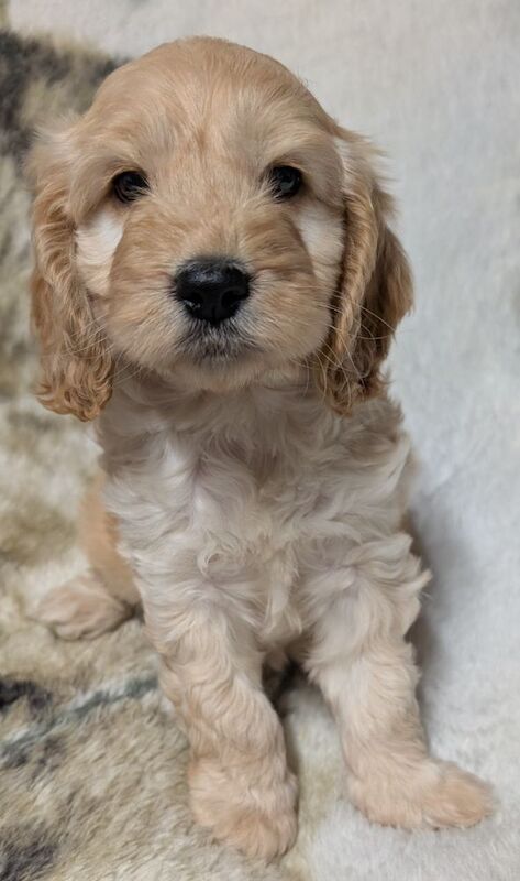 Cockapoo puppies for sale in Ammanford / Rhydaman, Dyfed – 7 weeks old - Image 3 of 13