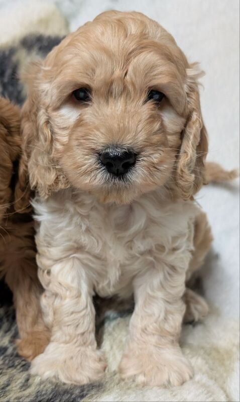 Cockapoo puppies for sale in Ammanford / Rhydaman, Dyfed – 7 weeks old - Image 4 of 13