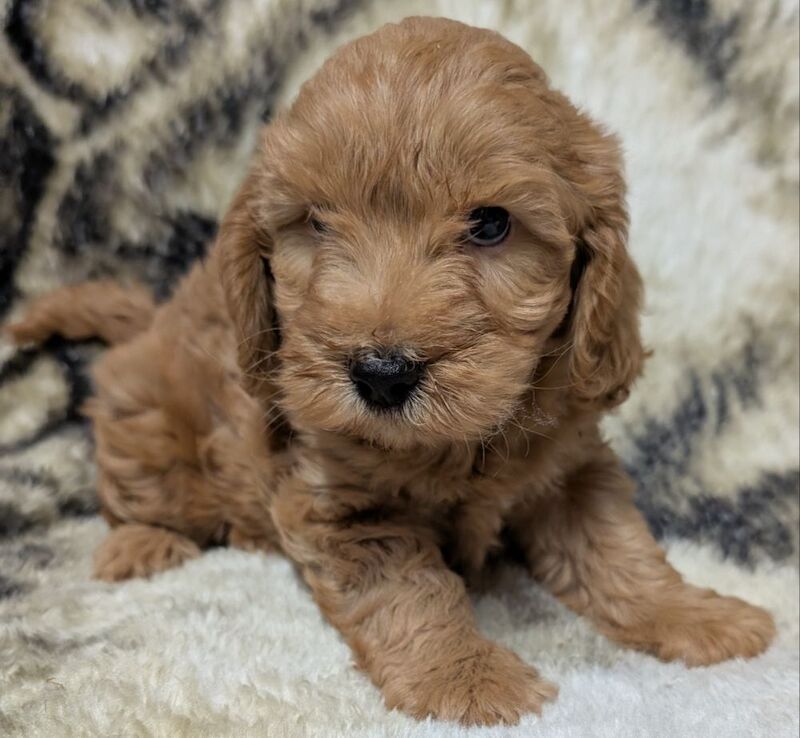 Cockapoo puppies for sale in Ammanford / Rhydaman, Dyfed – 7 weeks old - Image 5 of 13