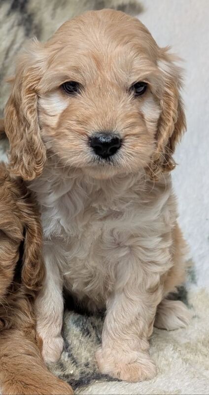 Cockapoo puppies for sale in Ammanford / Rhydaman, Dyfed – 7 weeks old - Image 6 of 13