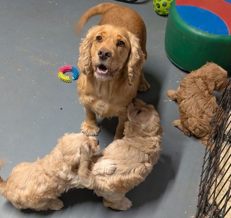 Cockapoo puppies for sale in Ammanford / Rhydaman, Dyfed – 7 weeks old - Image 9 of 13