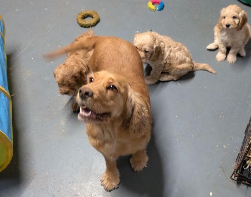 Cockapoo puppies for sale in Ammanford / Rhydaman, Dyfed – 7 weeks old - Image 10 of 13