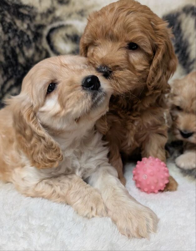 Cockapoo puppies for sale in Ammanford / Rhydaman, Dyfed – 7 weeks old - Image 11 of 13