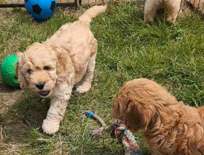 Cockapoo puppies for sale in Ammanford / Rhydaman, Dyfed – 7 weeks old - Image 12 of 13