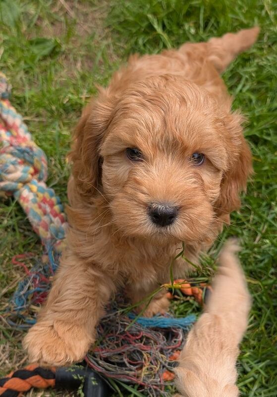 Cockapoo puppies for sale in Ammanford / Rhydaman, Dyfed – 7 weeks old - Image 13 of 13