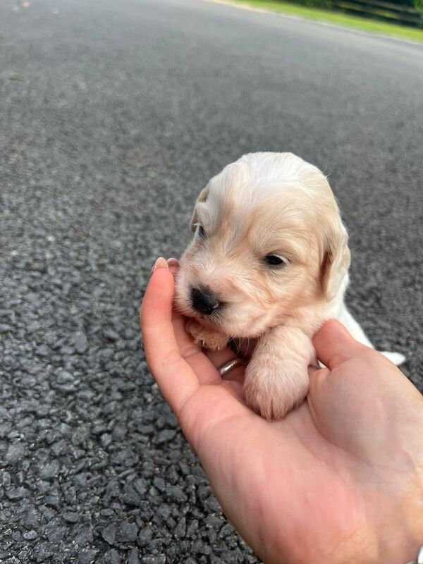 Beautiful F1 Cockapoo Pups for sale in Dromara, County Down