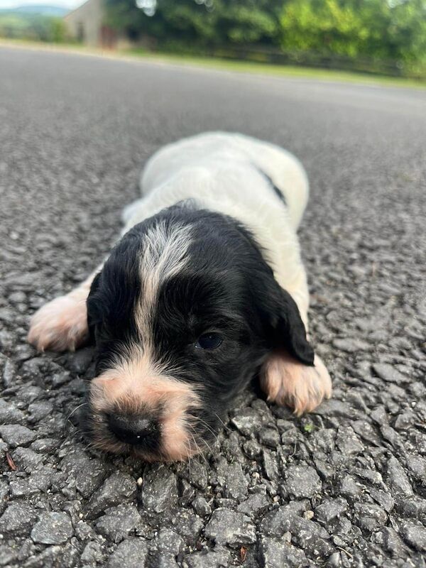 Beautiful F1 Cockapoo Pups for sale in Dromara, County Down | Image 3