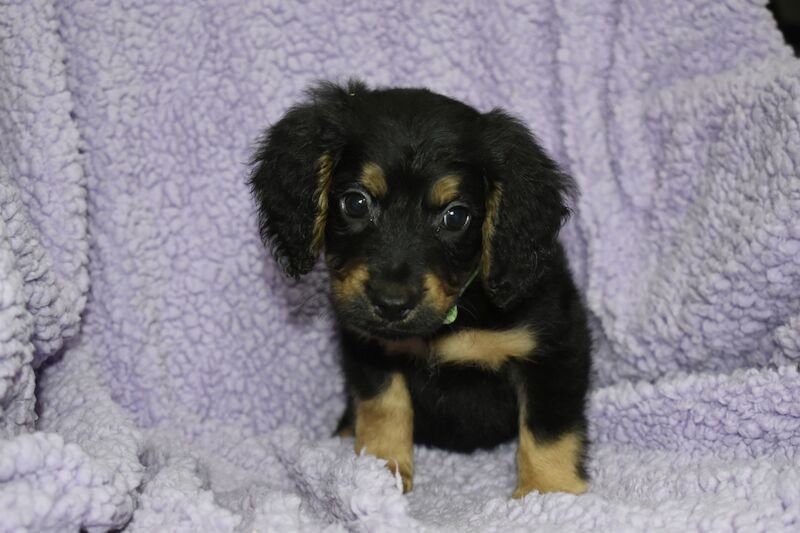 Cockapoo puppies for sale in Washington, Tyne and Wear – 1 year old - Image 2 of 10