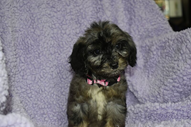 Cockapoo puppies for sale in Washington, Tyne and Wear – 1 year old - Image 4 of 10