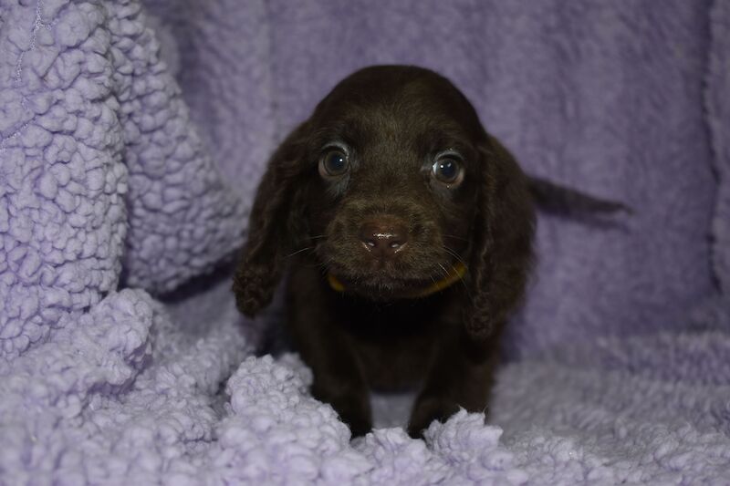 Cockapoo puppies for sale in Washington, Tyne and Wear – 1 year old - Image 5 of 10