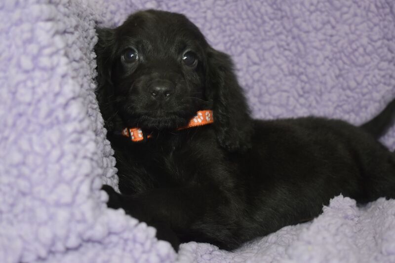 Cockapoo puppies for sale in Washington, Tyne and Wear – 1 year old - Image 6 of 10