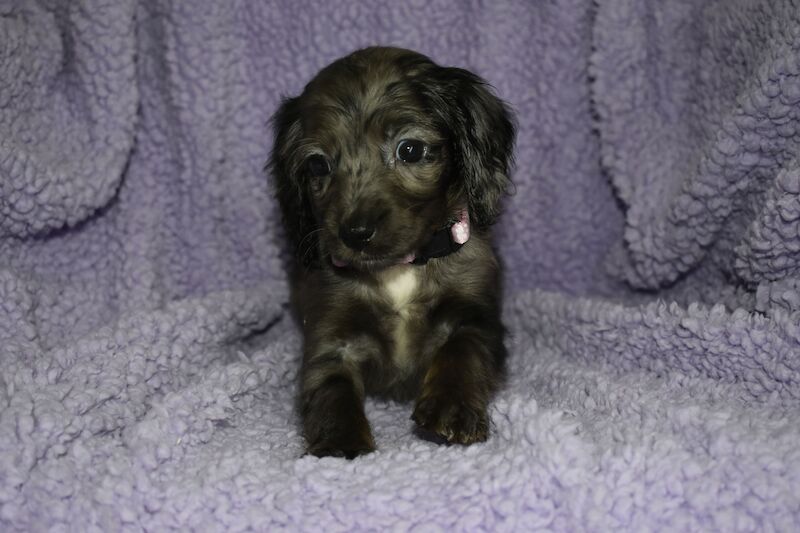 Cockapoo puppies for sale in Washington, Tyne and Wear – 1 year old - Image 7 of 10